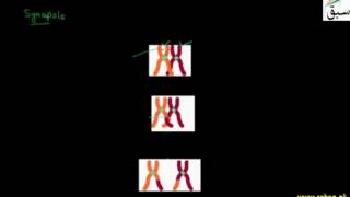 Meiosis-I, Prophase I