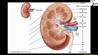 Structure of Kidney