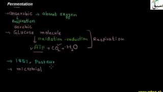 Fermentation