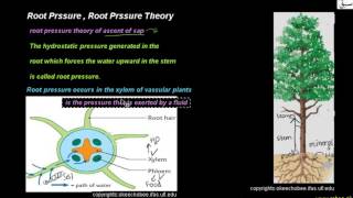 Root Prssure , Root Prssure Theory