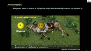 More on Nitrogen Cycle
