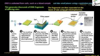 Procedures of DNA Analysis
