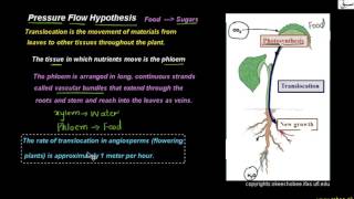 Pressure Flow Hypothesis