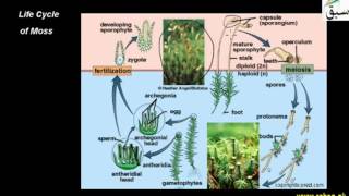 Life Cycle of Moss