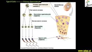 Functions of male Reproductive System