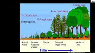 Stages of Succession