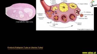 Female Reproductive System
