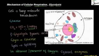 Mechanism of Respiration, Glycolysis