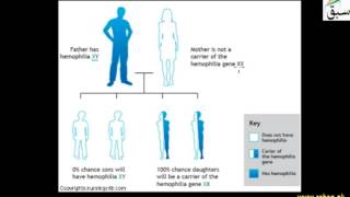 More on Haemophilia