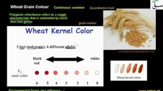 Wheat Grain Colour