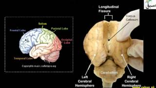 Central Nervous System (CNS) Brain