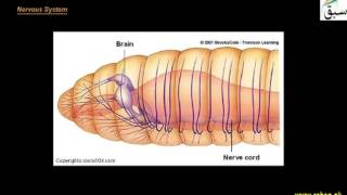 More on Phylum Annelida