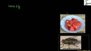 Some Insects being the Vectors of Diseases