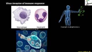 Virus Envasion of Immune Response