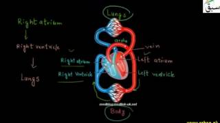 Pulmonary and Systemic Circulation