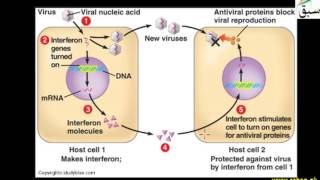 Interferon