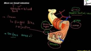 More on Small intestine
