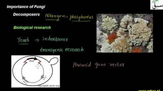 Importance of Fungi