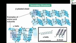 More on Structure of Protein
