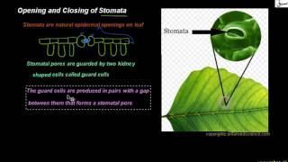 Opening and Closing of Stomata