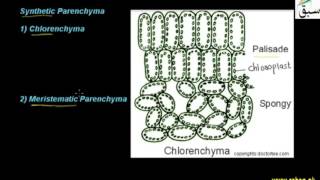 Parenchyma Tissues