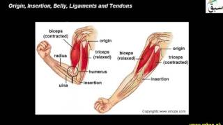 Origin, Insertion, Belly, Ligaments and Tendons