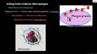 Killing Cells of Blood, Macrophages