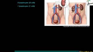 Role of T-Cells and b-Cells in Transplant Rejection