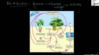 Nitrogen Cycle, Formation of Nitrates