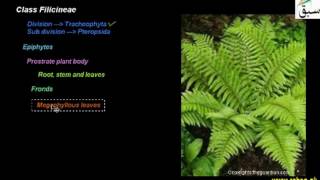 Class Filicineae