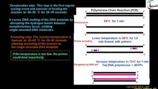 Mechanism of PCR