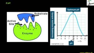 Factors Affecting Enzyme Activity