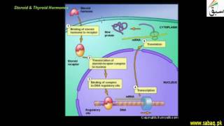 Mode of Hormone Action