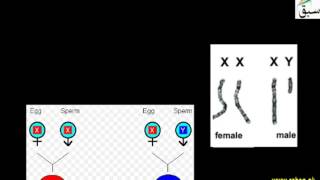 Chromosome in Man