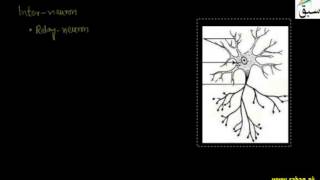 Neuron Types
