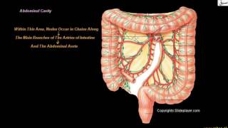 Lymph Nodes in Pelvic, Abdominal & Thoracic Cavity