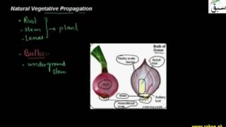 Natural Vegetative Propagation