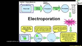 Electroporation Method