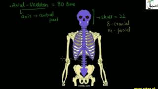 Human Skeleton, Axial Skeleton