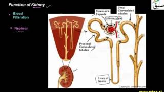 Functions of Kidney