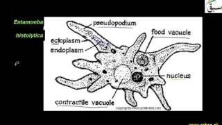 Amoebas and zooflagellates