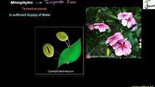 Xerophytes and Mesophytes