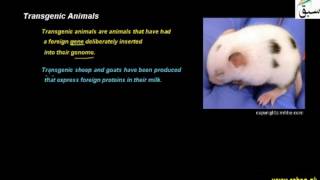 Transgenic Animals