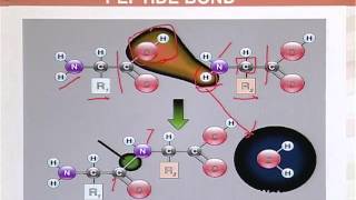 BIO202_Topic053