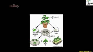 Tissue Culturing and Cloning