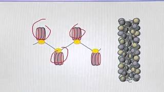 BIO302_Topic034