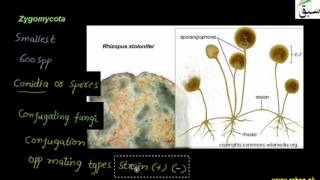 Classification of Fungi, Zygomycota
