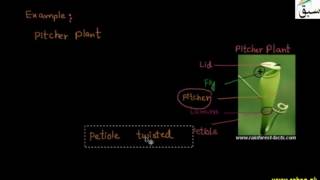 Insectivorous Plants and Symbionts