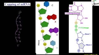 Post-Transcriptional Modification of mRNA