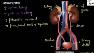 Urinary system